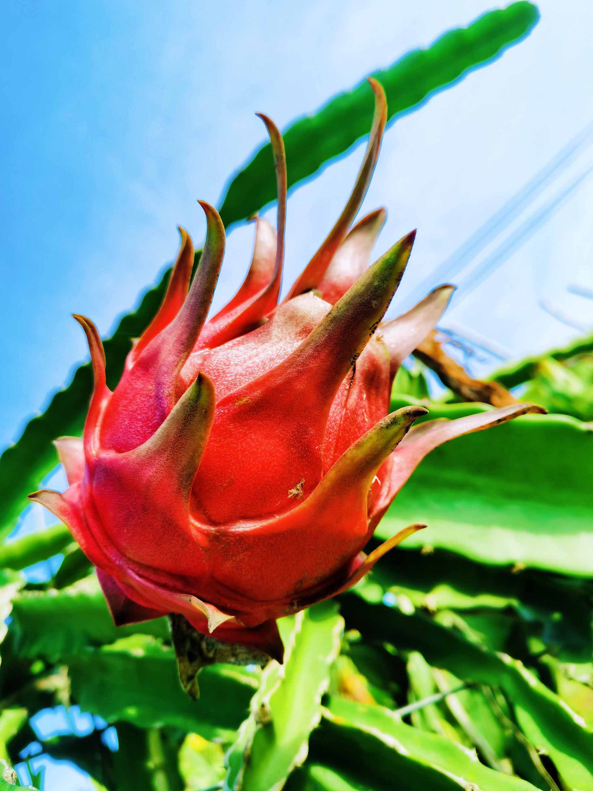 ������԰������